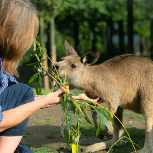 Zoo de Copenhague: Sin colas