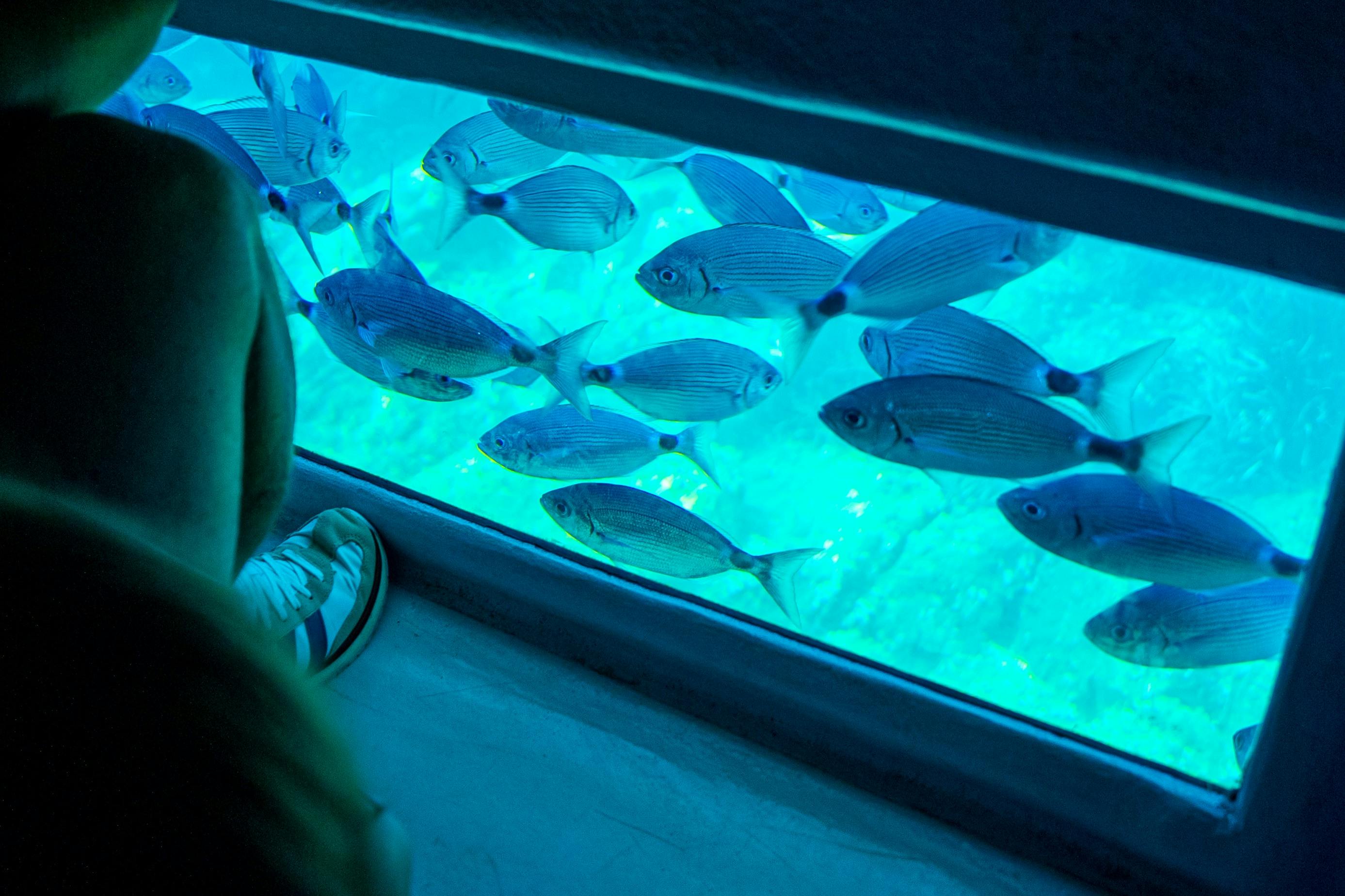 Vue de poissons nageant sous l'eau à travers une vitre, avec au premier plan une partie de la jambe et de la chaussure d'une personne.