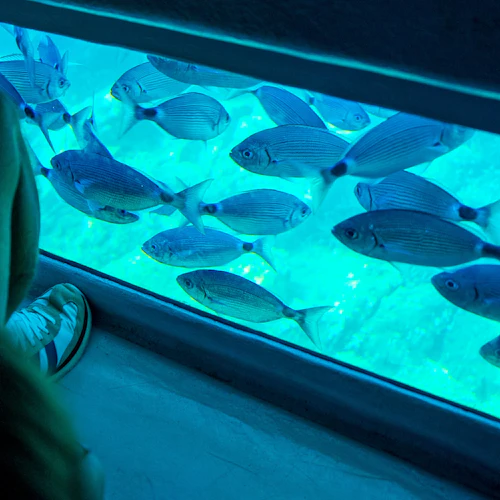 Cap Norfeu: 2-Hr Glass Bottom Boat Trip from Roses or Santa Margarita - Photo 2