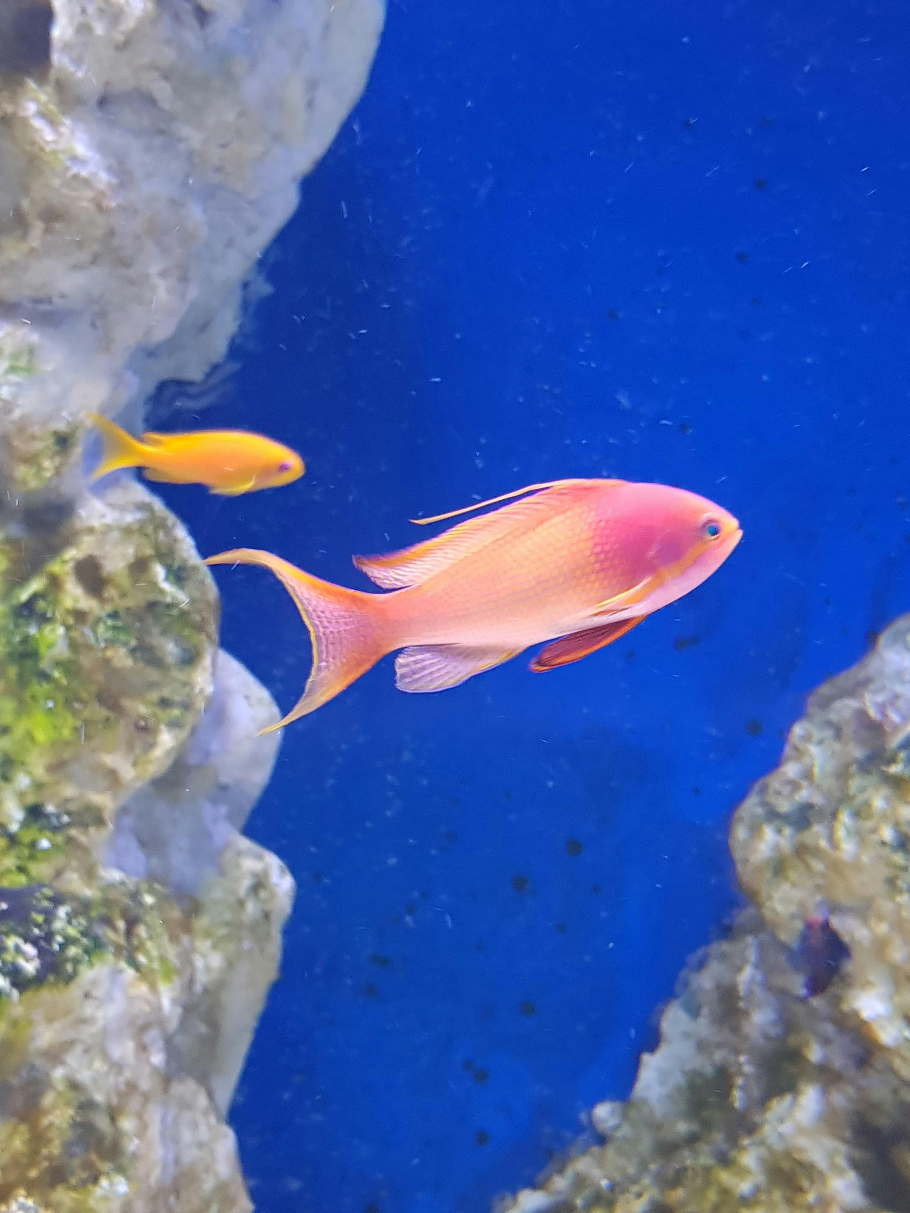 푸른 물과 바위 주변이 있는 수족관에서 수영하는 두 마리의 다채로운 물고기.