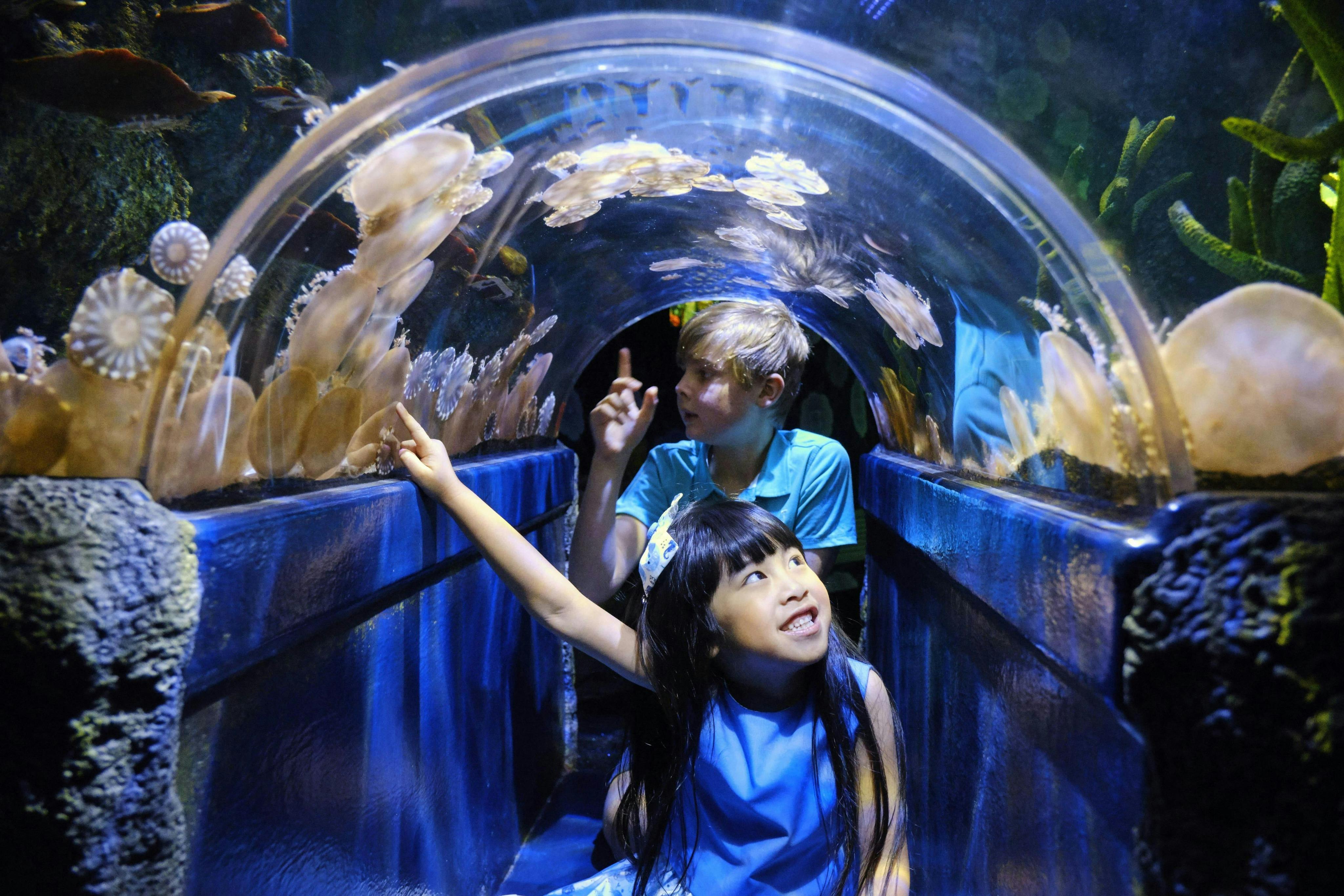 Acquario SEA LIFE Melbourne: Biglietto salta-coda (Prodotto B2B) — 5