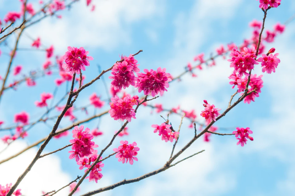 Pink cherry blossoms on tree branches against a blue sky with scattered white clouds.