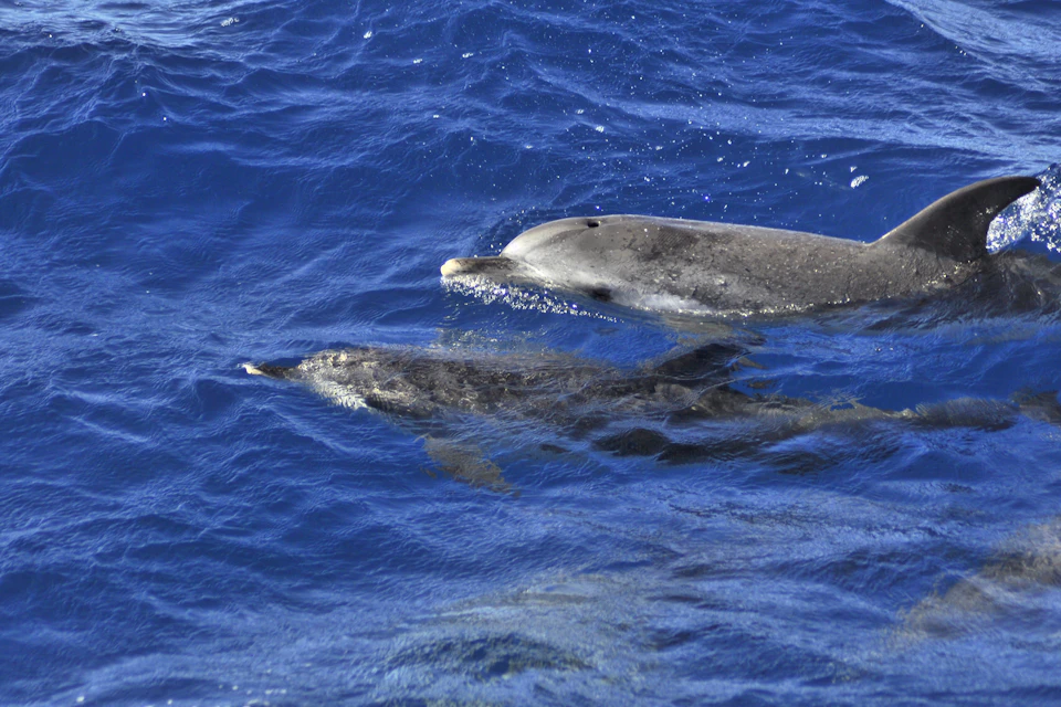 Dolphins