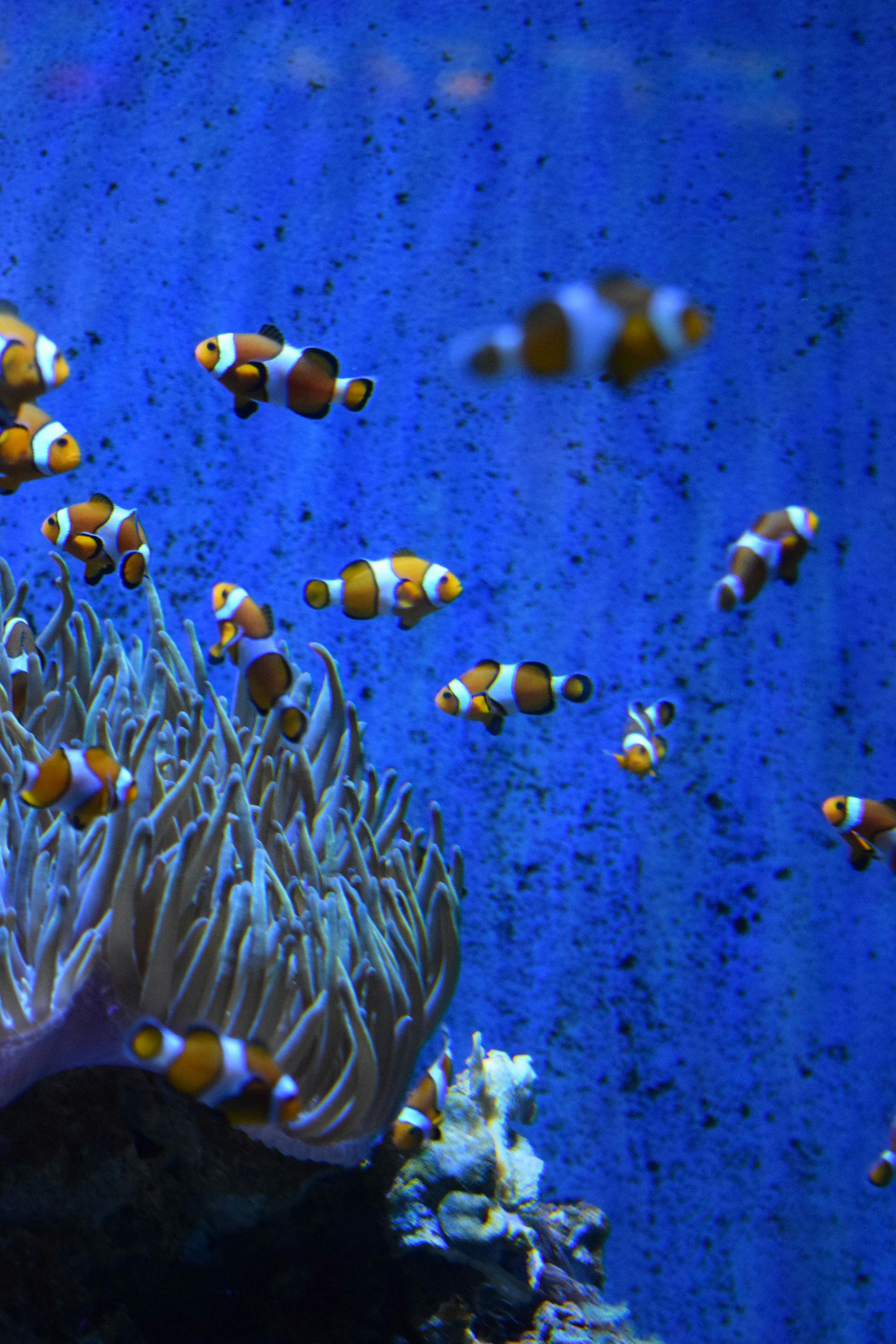 Błazenki pływają wśród ukwiałów morskich w niebieskim akwarium.