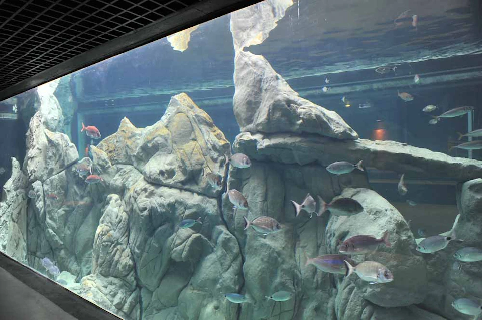 An aquarium tank with various fish swimming around large rocks and clear water.