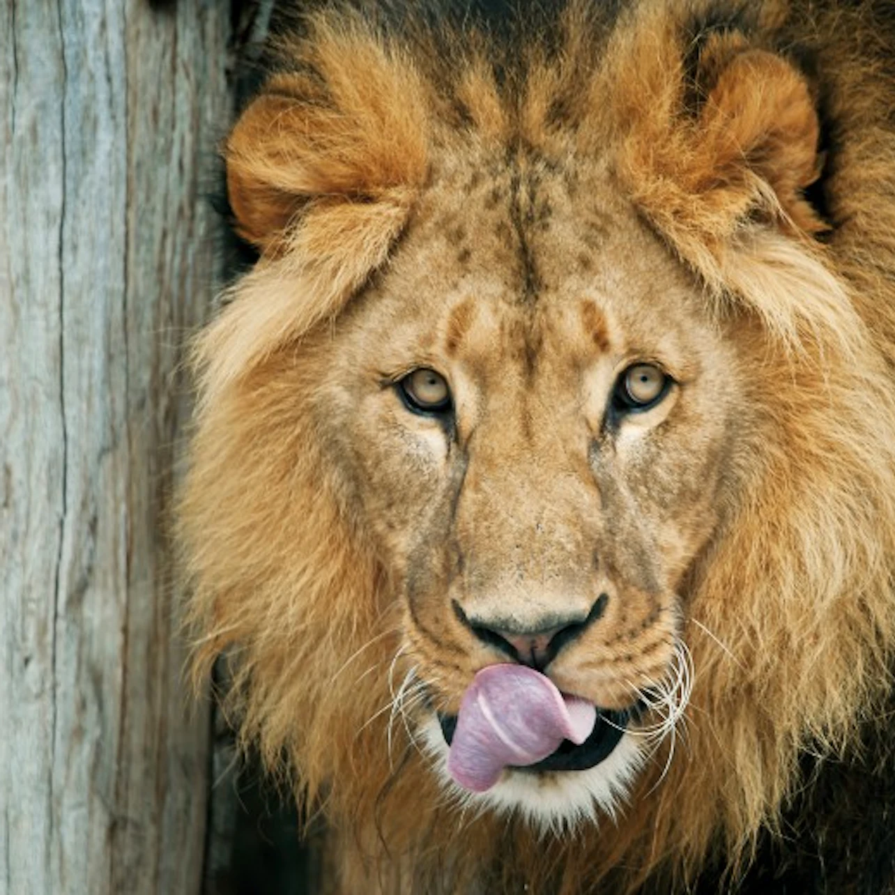 Tiergarten Schönbrunn: Eintritt ohne Anstehen