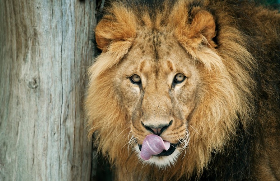 Boletos para el zoo de Schönbrunn Viena