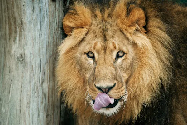 Schönbrunn Zoo: Skip The Line Admission Ticket