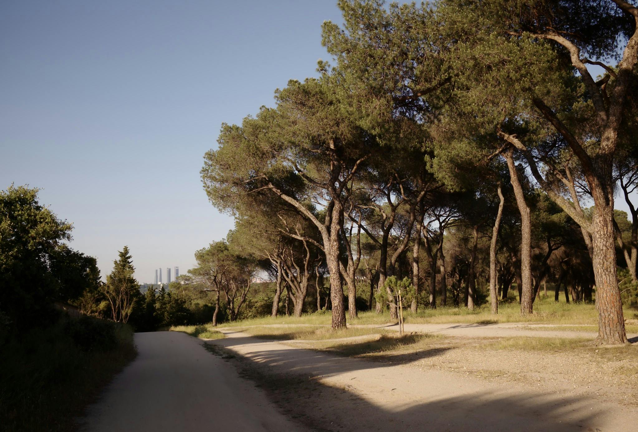 En smutsig stig slingrar sig genom en skog av höga träd under en klarblå himmel, med höga byggnader synliga i den avlägsna bakgrunden.