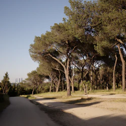 En smutsig stig slingrar sig genom en skog av höga träd under en klarblå himmel, med höga byggnader synliga i den avlägsna bakgrunden.