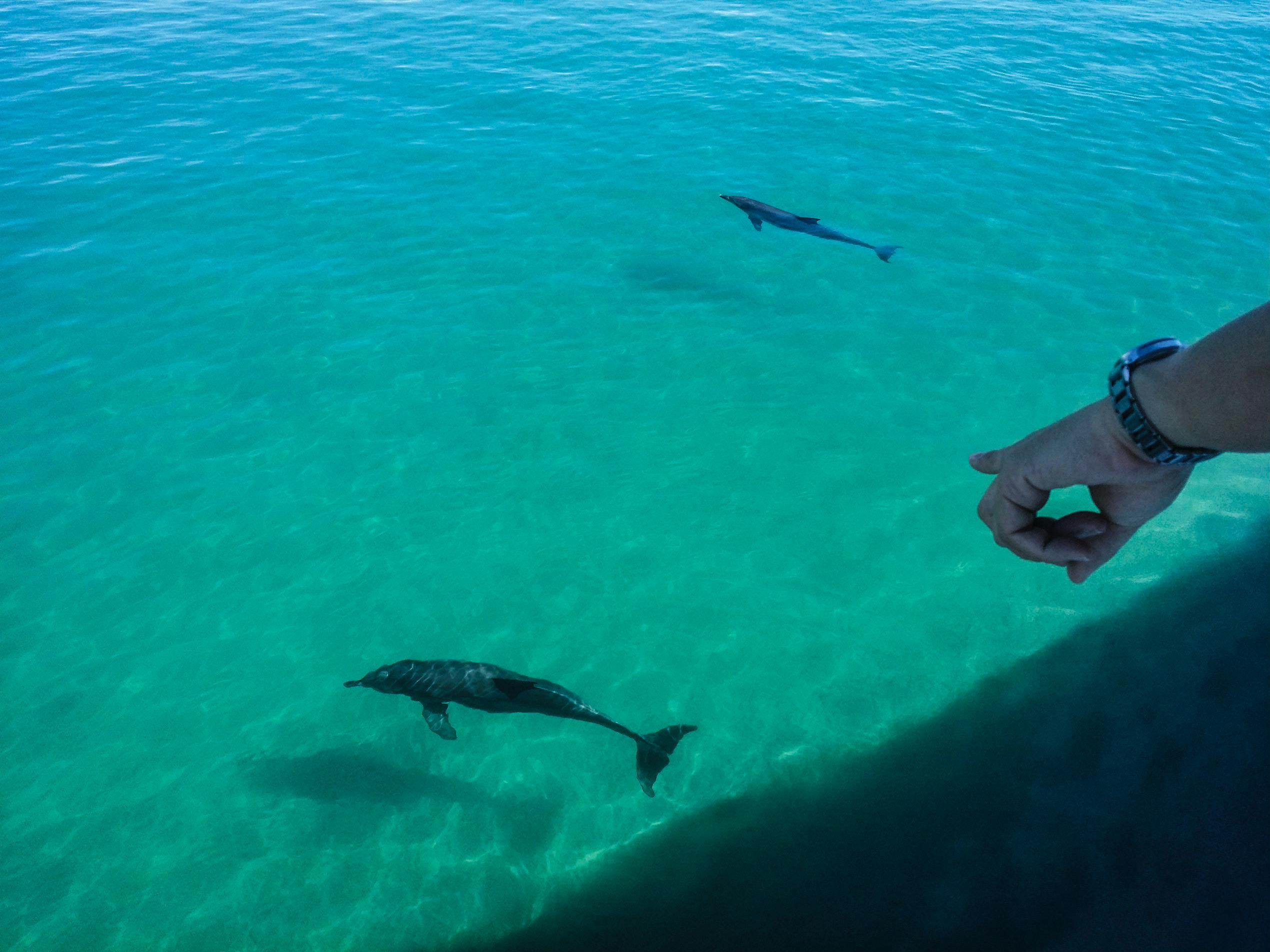 Port Stephens: Dolphin Discovery Cruise