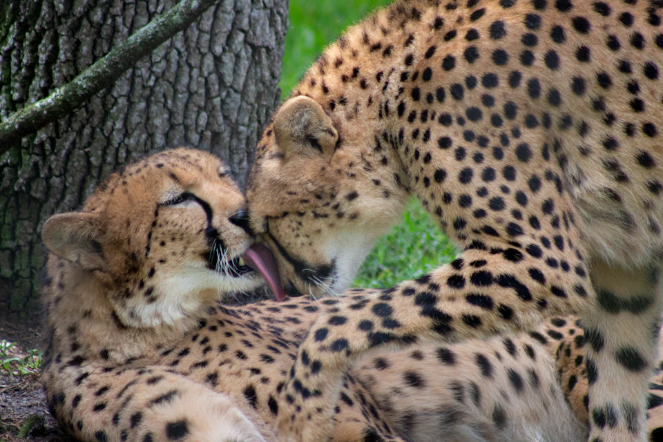 Two cheetahs with distinctive black spots, one lying down and the other grooming it, near a tree trunk.