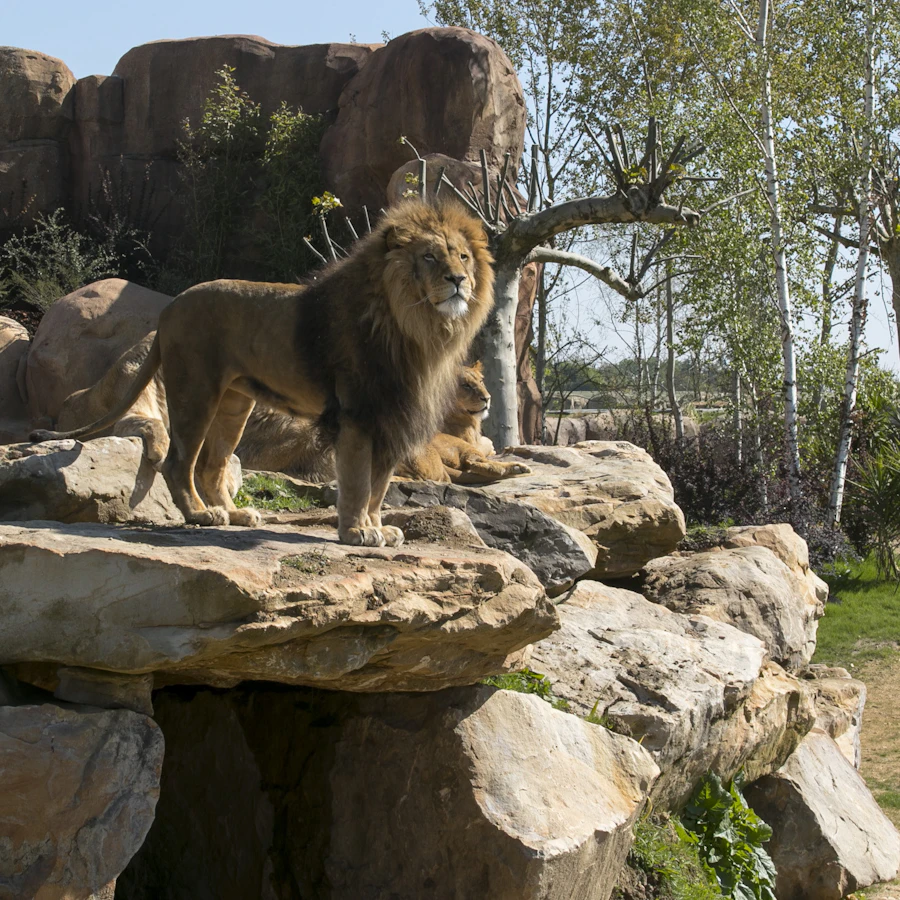 ZooParc de Beauval à Saint-Aignan