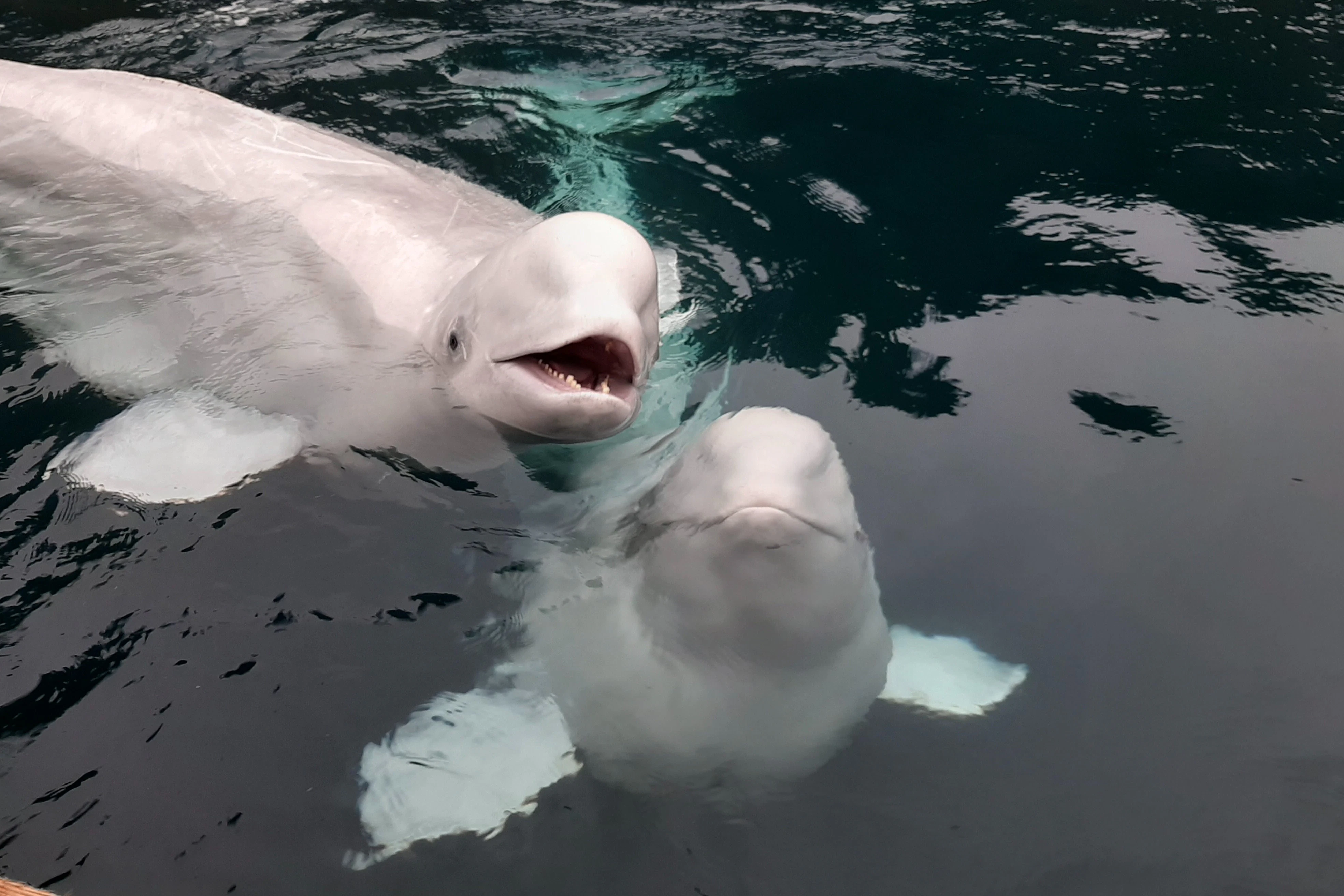 Sea Life Trust Beluga Whale Sanctuary: Puffin Rescue and Aquarium