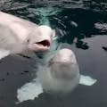 SEA LIFE TRUST Santuário de Baleias Beluga