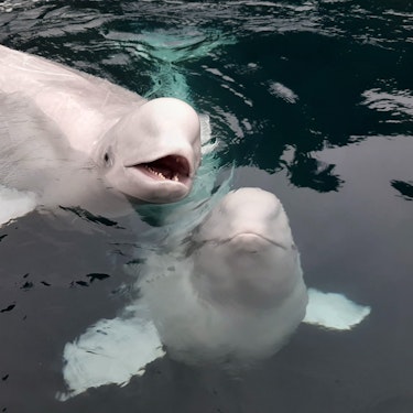 Vestmannaeyjabær Deniz Hayatı Vakfı Beluga Balinası Sığınağı Biletler