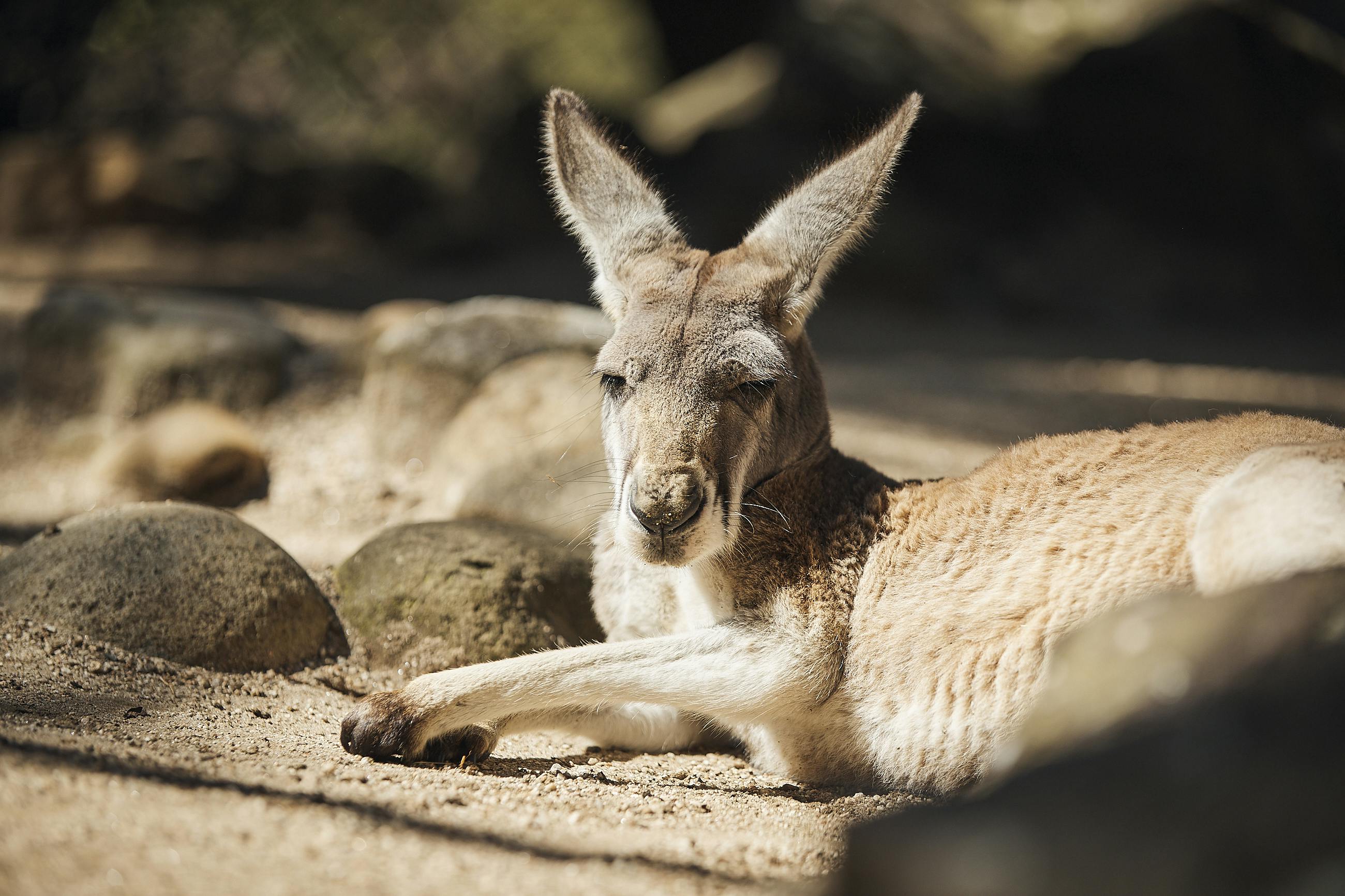 Καγκουρό στον Ζωολογικό Κήπο Taronga