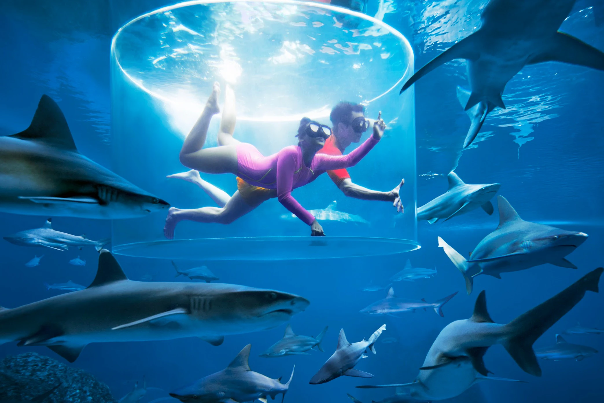 Adventure Cove Waterpark™: bilhete de entrada