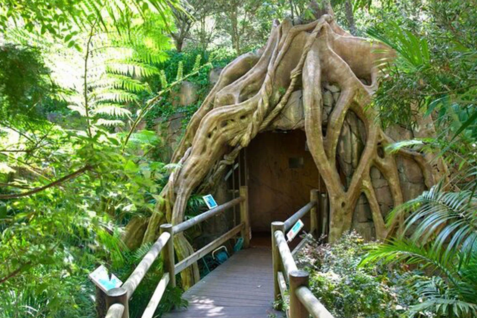 Glow Worm Caves Tamborine Mountain