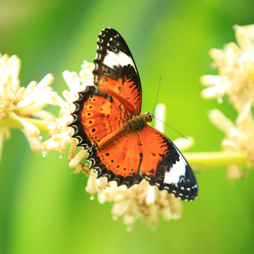 Australian Butterfly Sanctuary: Entry Ticket - Photo 2
