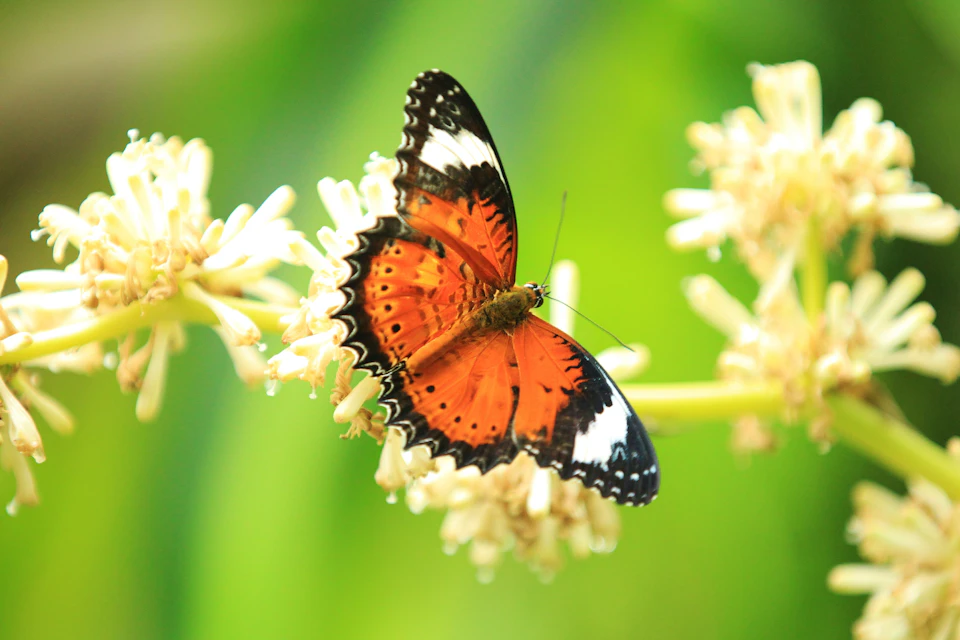 A vibrant orange and black butterfly perched on white flowers against a blurred green background.