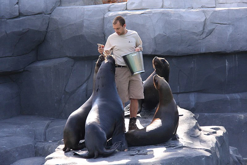 A man feeding five sea lions on a rocky surface, holding a bucket and fish.