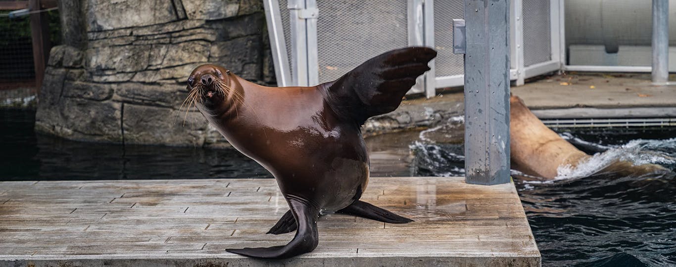 Tickets for Vancouver Aquarium Tiqets