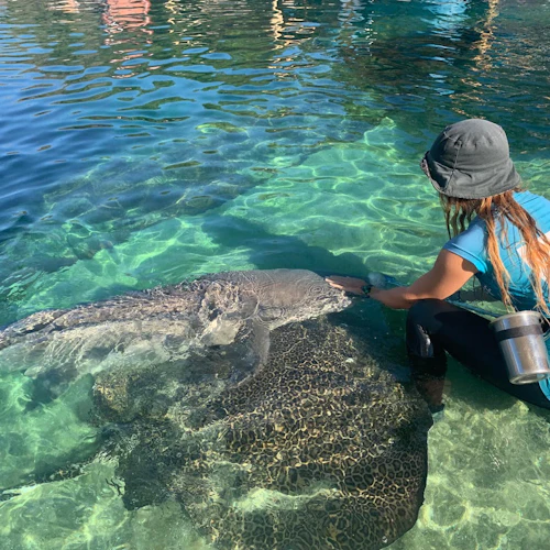 Irukandji Shark & Ray Encounters - Photo 2