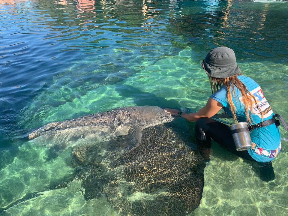 A person interacts with a large marine animal in clear, shallow water, wearing a hat and wet attire.