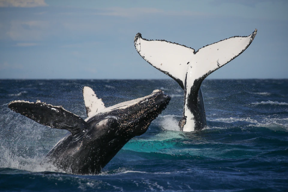 3 Hour Whale Watching