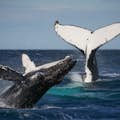 3 heures d'observation des baleines