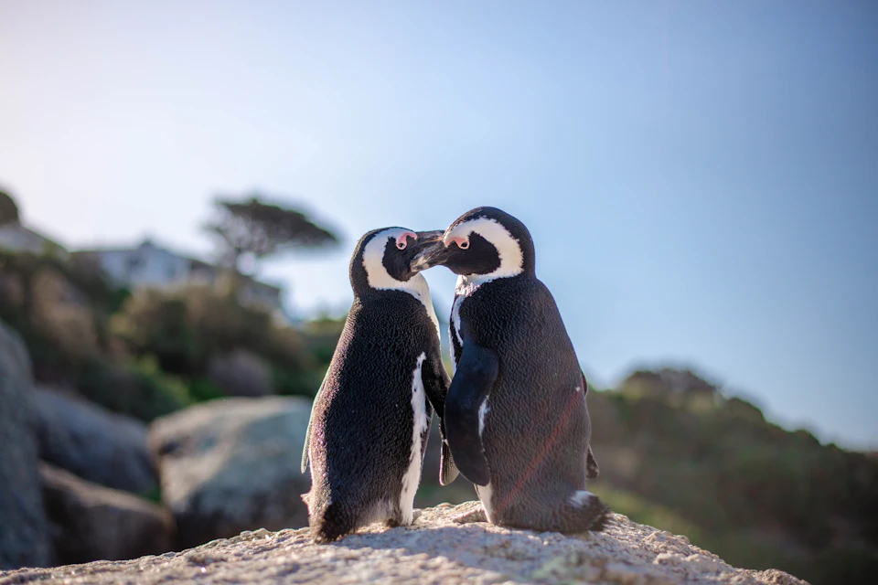 cape penguin