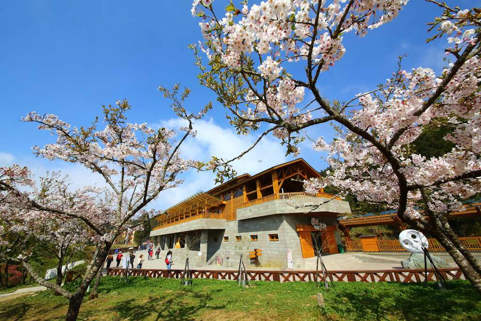 A modern building with wooden accents surrounded by blooming cherry blossom trees under a clear blue sky.