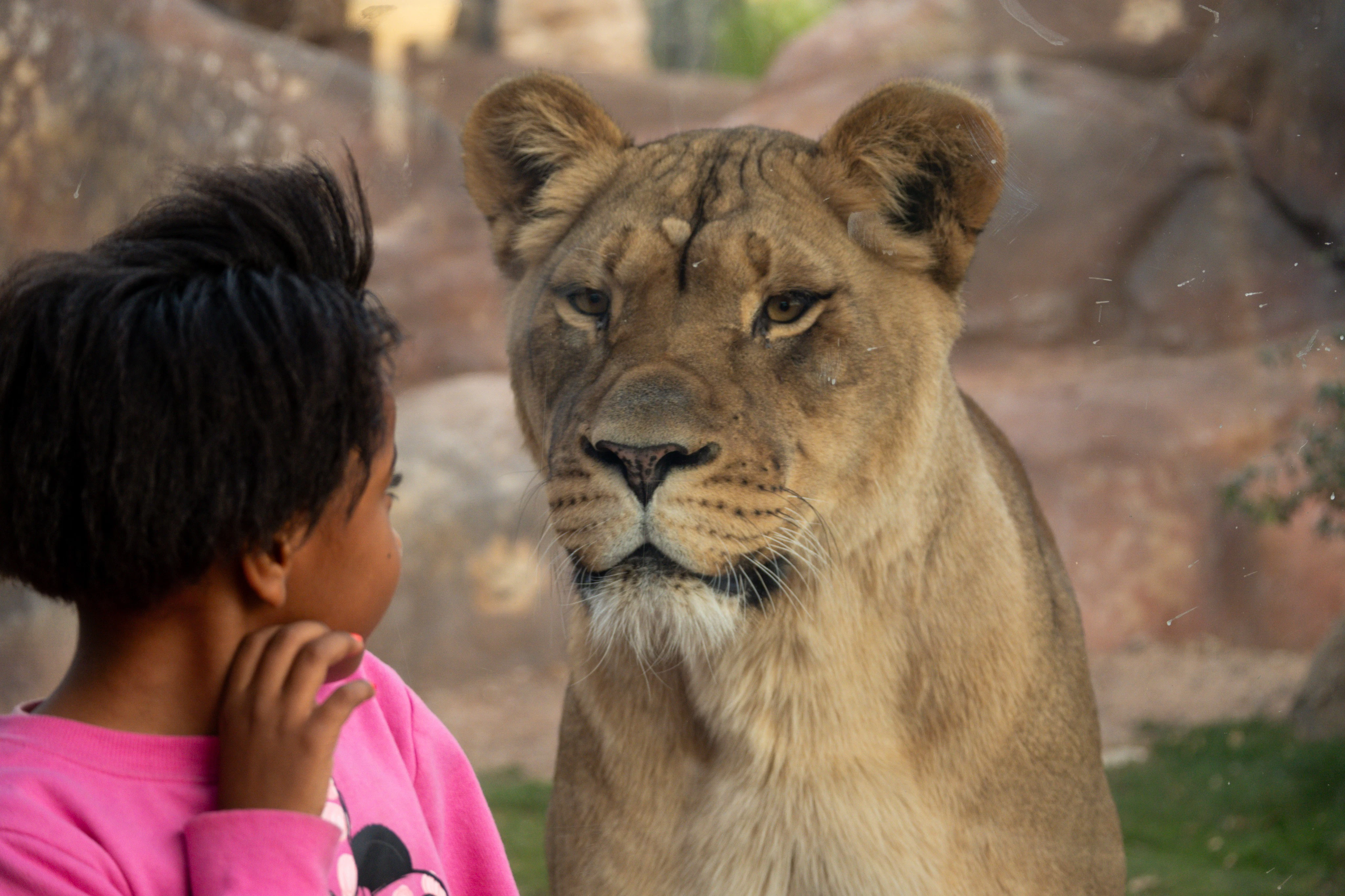 Phoenix Zoo: Entry Ticket