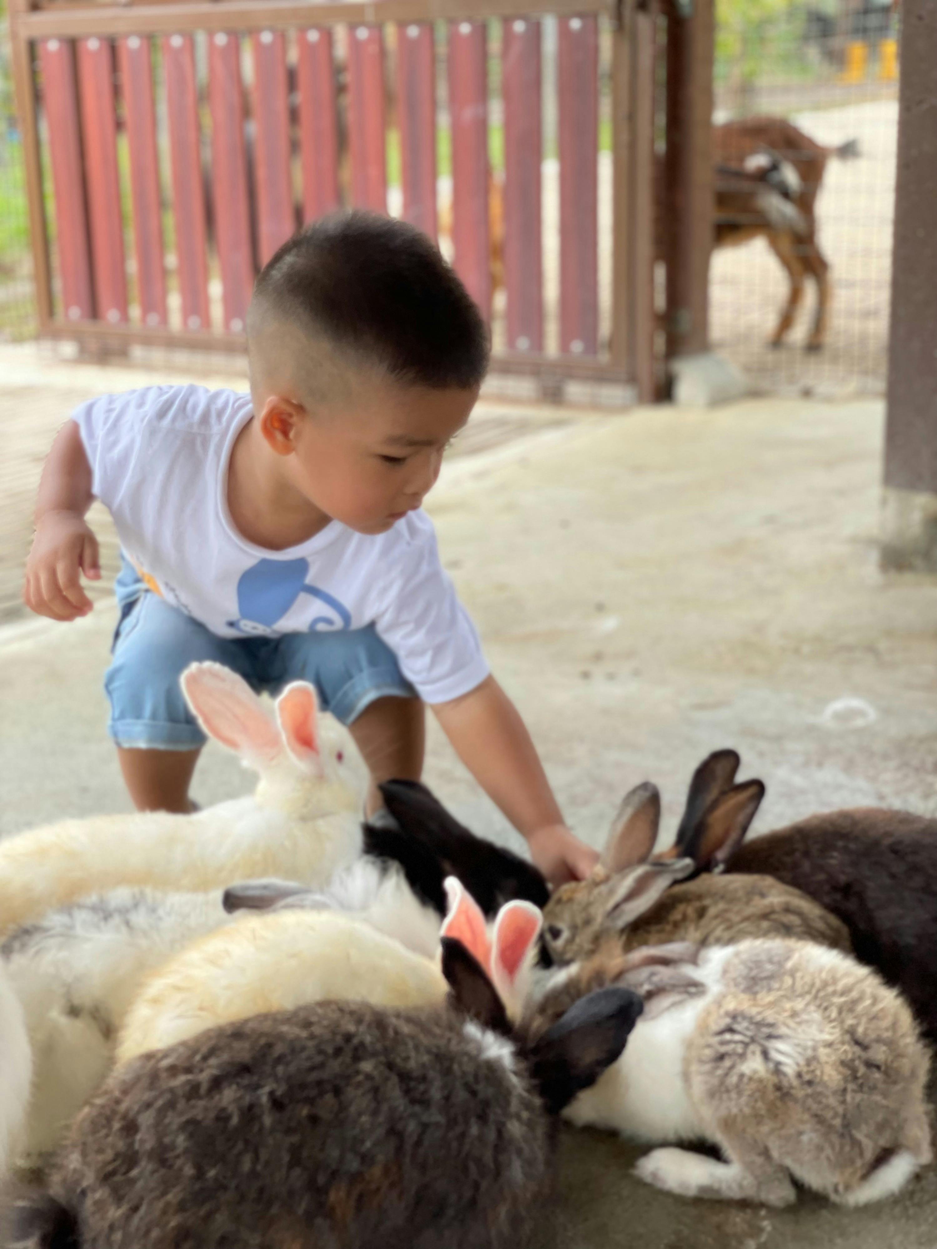 A young child interacts gently with several rabbits on a concrete floor near a wooden gate, with a goat visible in the background.