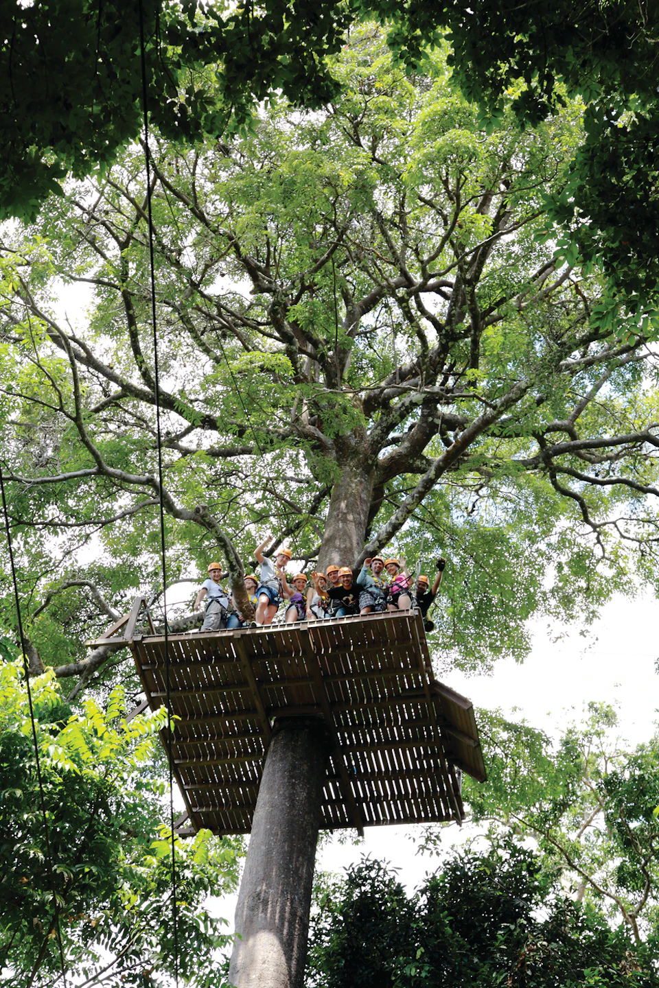 A group of people stand on a large wooden platform built around a tall tree, surrounded by dense green foliage.