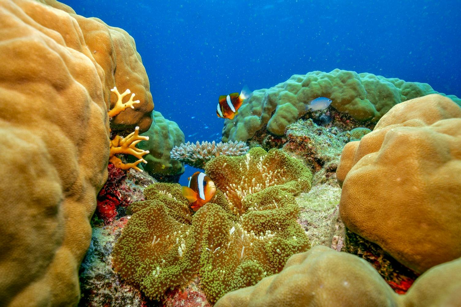Two clownfish swim among colorful coral reefs and marine life underwater, amidst vibrant green, orange, and yellow corals.