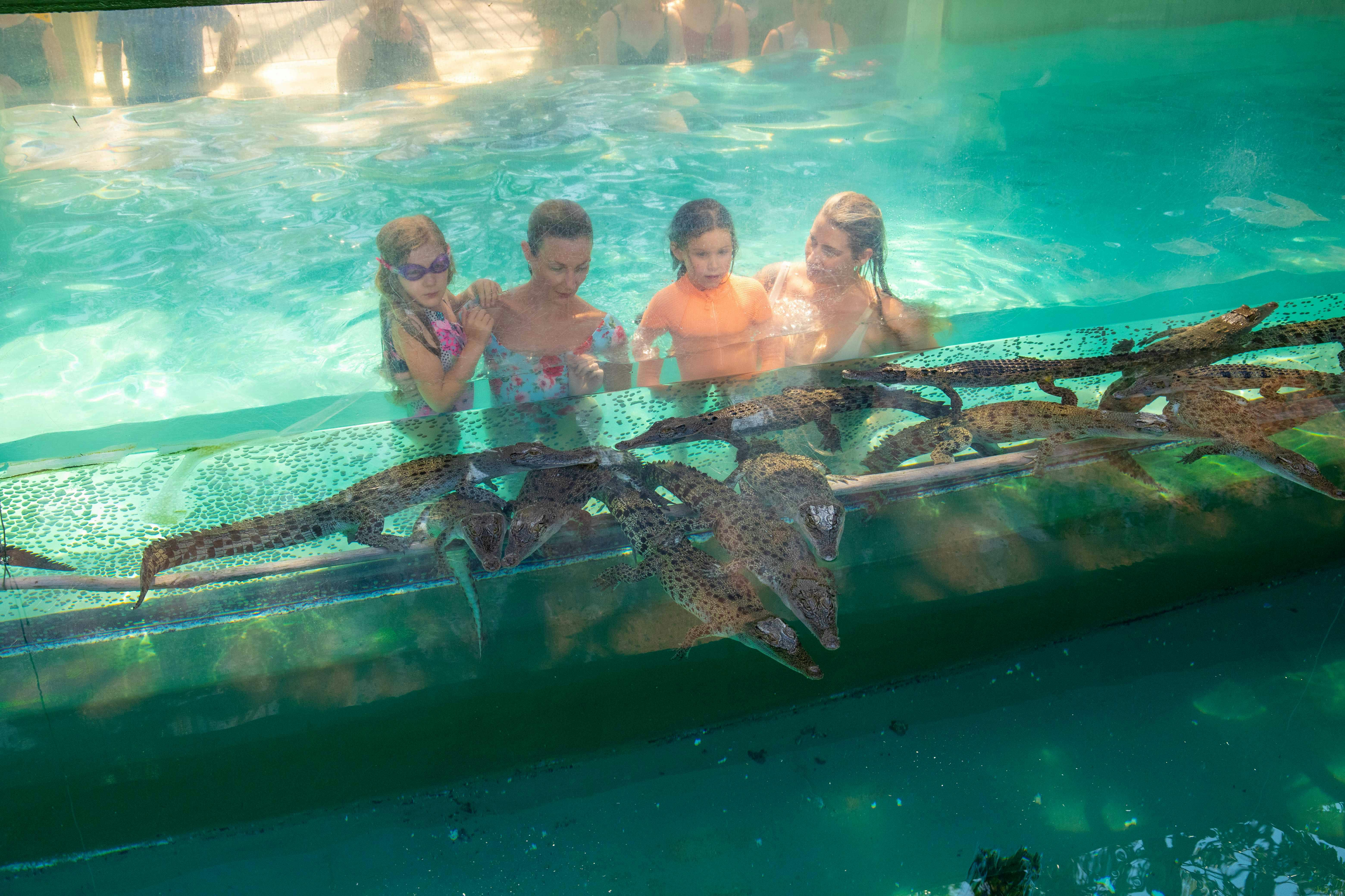 水着姿の4人が、水中環境の大きなガラスの囲いを通して、多数のワニを観察しています。