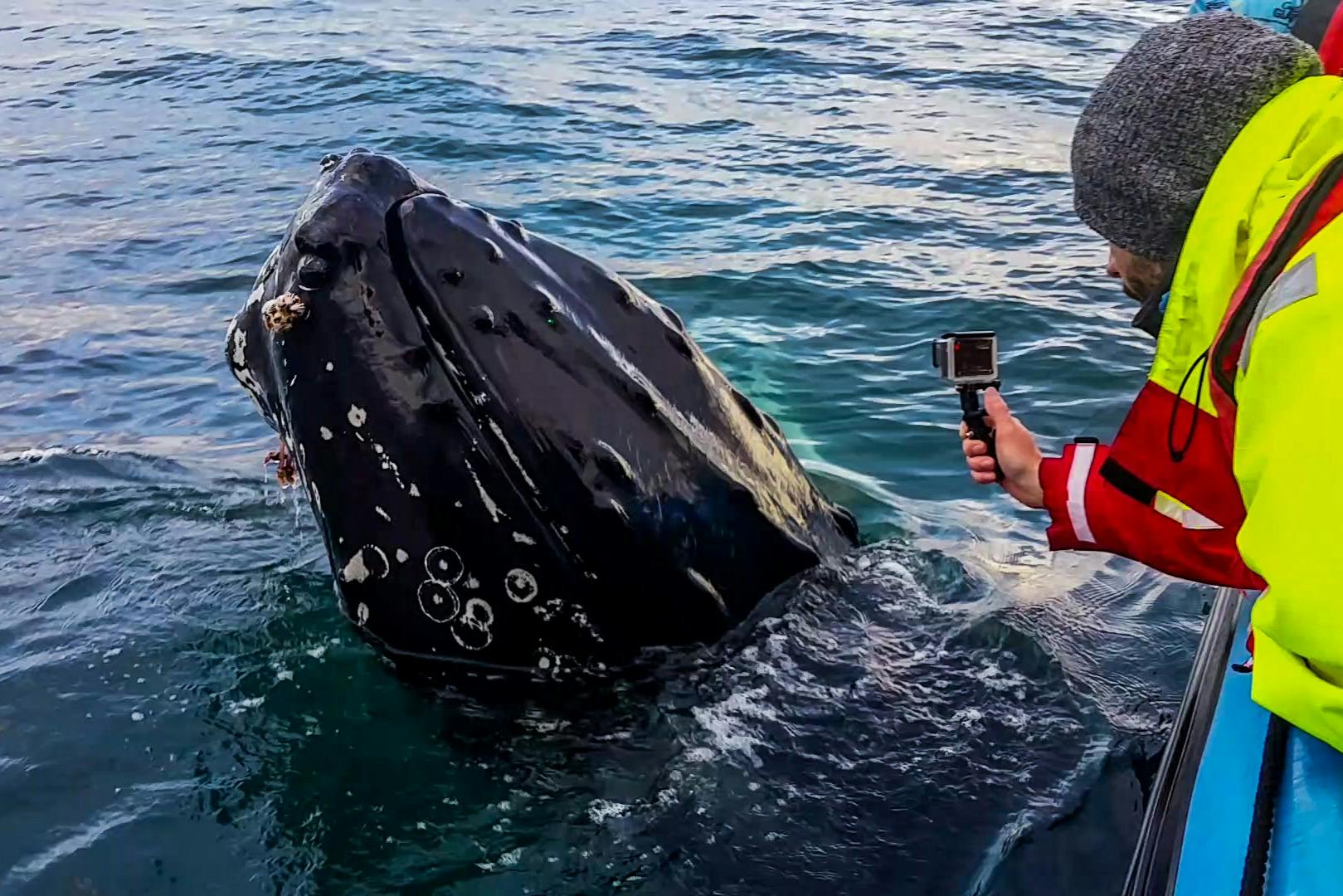 Ένα άτομο που κρατά μια κάμερα καταγράφει μια φάλαινα να βγαίνει στην επιφάνεια του ωκεανού, με το κεφάλι της φάλαινας να αναδύεται πάνω από το νερό.