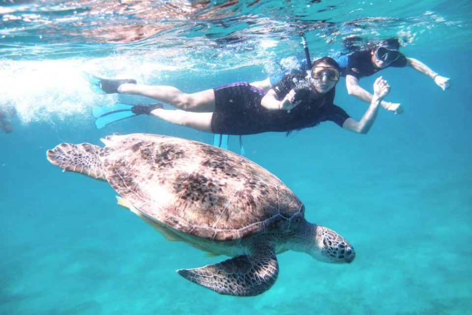 Snorkeling with turtles