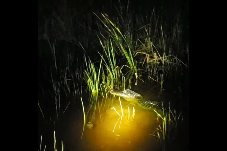 A crocodile is partially submerged in dark water, surrounded by tall grass, illuminated by a yellow light.