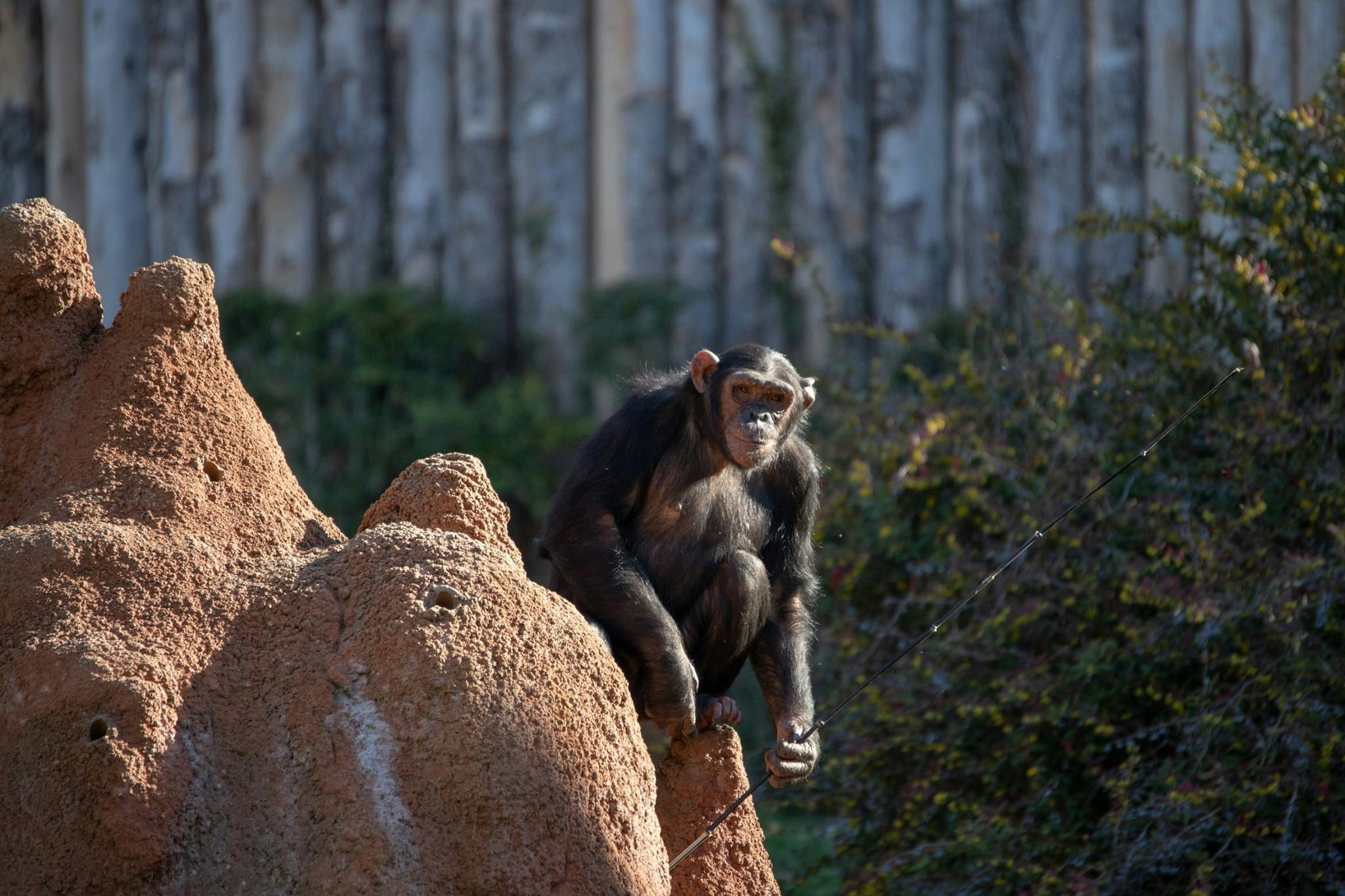 一只黑猩猩坐落在一个有绿色植物和木栅栏的岩层上。