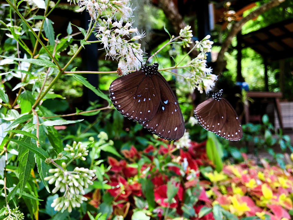 Two brown butterflies on white flowers in a garden with greenery and colorful foliage in the background.