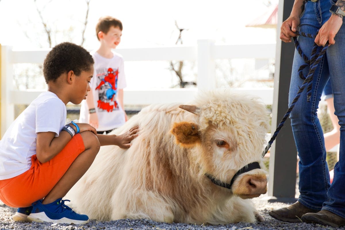 Two children pet a fluffy, light-colored yak near a white fence outdoors.
