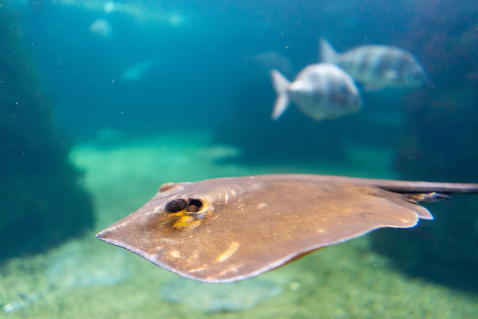 Acuario do Grove