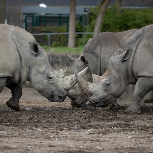 Zoológico de Copenhaga: bilhete sem filas - Photo 2