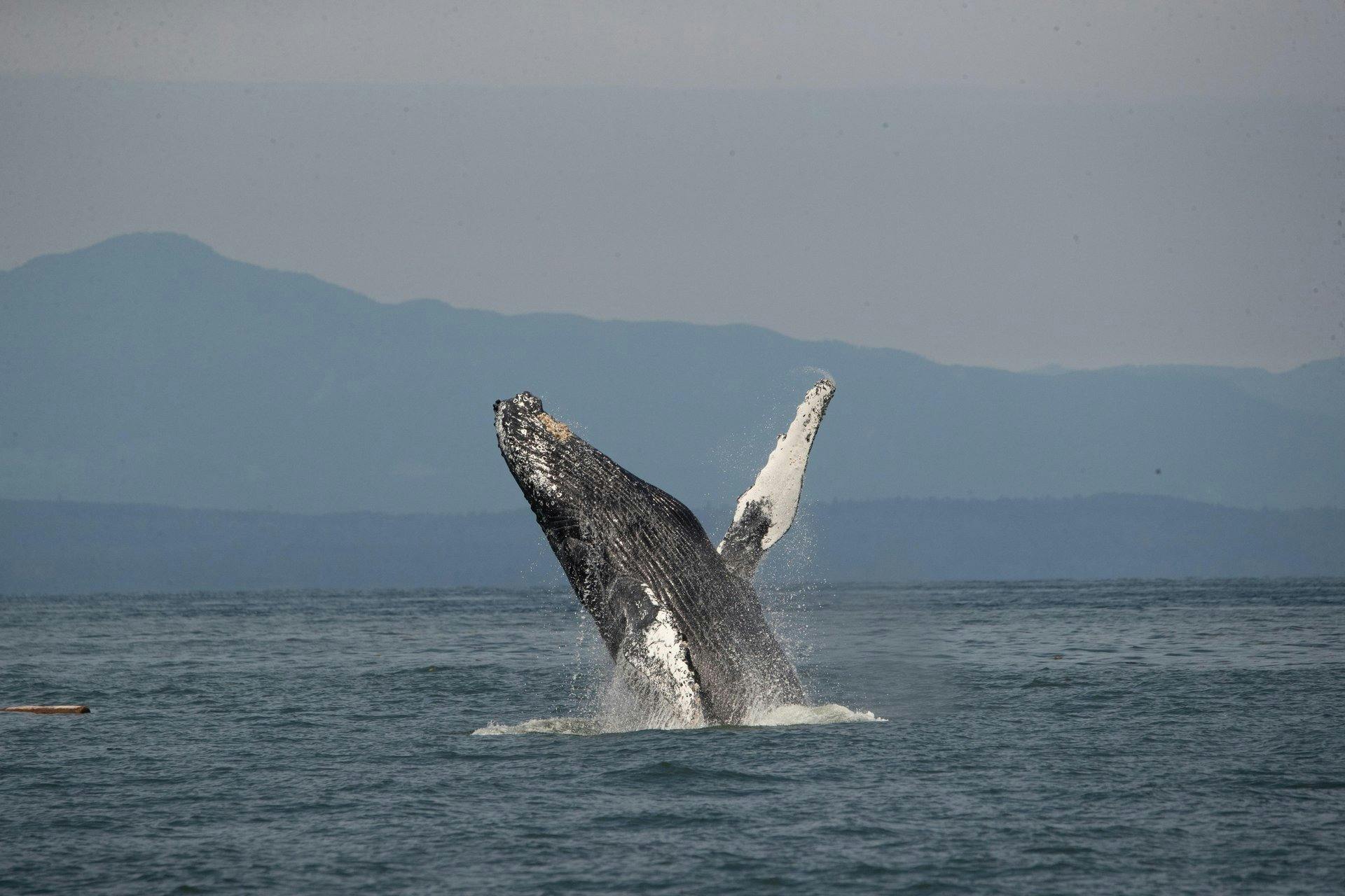 Velryba se vynoří z oceánu s horami v pozadí a vytvoří šplouchnutí.