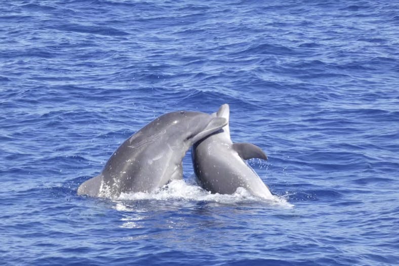 To delfiner rører og plasker i det lyseblå hav.