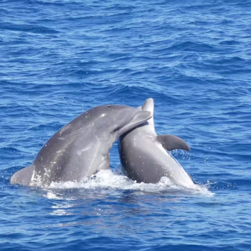 Zwei Delfine berühren sich und planschen im hellblauen Ozean.