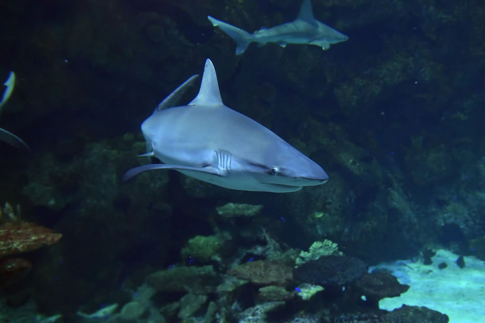 Two sharks swimming in a dimly lit underwater environment with rocks and corals visible in the background.